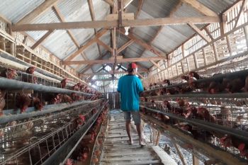 Beredar isu telur mengandung bahan kimia, Disnak Situbondo sidak peternak ayam petelur