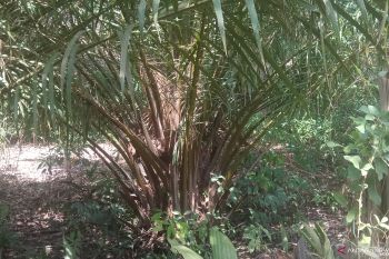 Harga tandan buah sawit di Mesuji Lampung naik