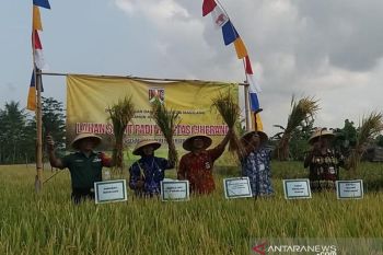 Petani Kota Magelang panen padi 12,64 ton/hektare, rekor tertinggi