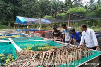 Pemkab Agam dorong budidaya ikan gabus menggunakan kolam terpal
