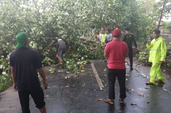 Hujan angin, delapan pohon di Kota Mataram tumbang