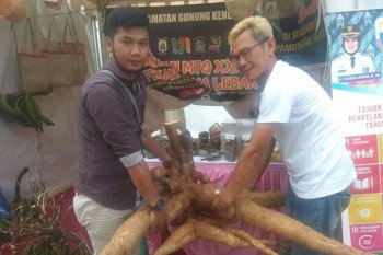 Produksi ubi kayu di Lebak capai 45.230 ton