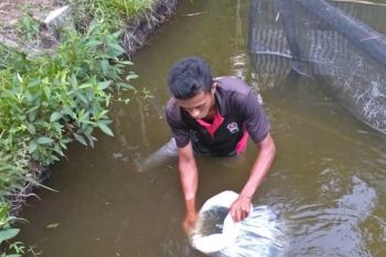 Permintaan bibit ikan gurami masang di Agam 100 ribu ekor per bulan