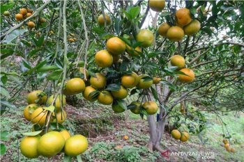 Distanak:  Lima kecamatan pusat pengembangan jeruk gerga