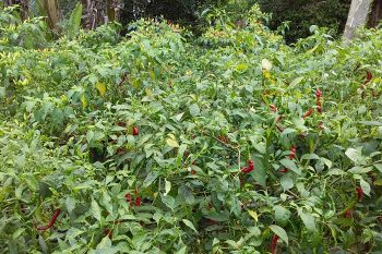 Harga cabai turun di Kabupaten Sangihe