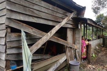 Gajah liar rusak 14 unit rumah warga