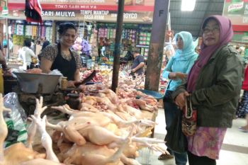 Harga ayam potong Palangka Raya tembus Rp44.000 per kilogram