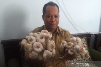 Petani Temanggung siap tanam  bawang putih
