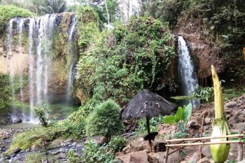 Bunga Bangkai langka siap mekar di Air Terjun Tirai Tanggamus