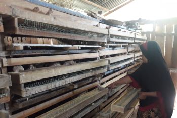 Usaha ternak burung puyuh Rosita hasilkan Rp850 ribu perhari