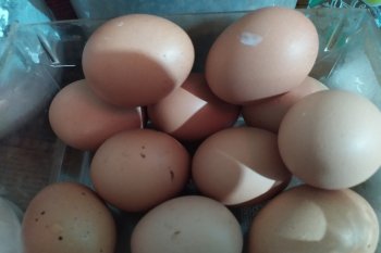 Harga telur ayam ras di Bandarlampung naik
