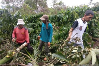 Delapan tewas sejak 2011 akibat konflik gajah di Bener Meriah