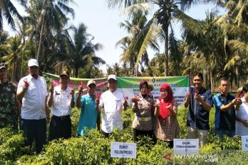 Harga cabai di tingkat petani di Kulon Progo anjlok