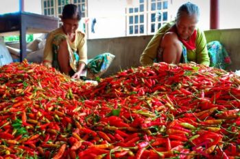 Pemprov Sulteng rutin awasi pergerakan harga bahan pokok