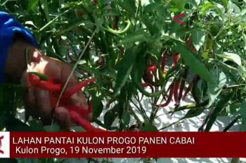 VIDEO: Petani lahan pantai panen cabai