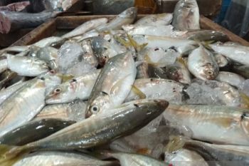 Kepri deflasi 0,03 persen