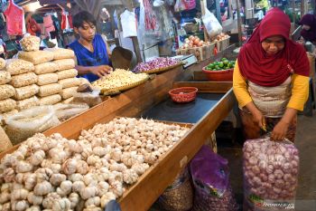 Temanggung kembangkan bawang putih ramah lingkungan