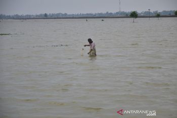 100 hektare lebih sawah di Kudus tergenang banjir
