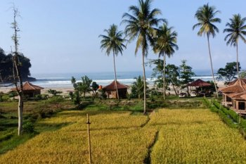 Harga gabah di Lampung naik
