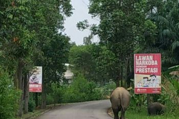 Aksi Gajah Seruni dan Rimba bermain menarik perhatian
