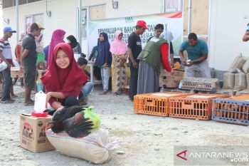 Korban bencana Sigi dapat bantuan ternak