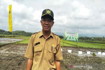 Padi seluas 2.987 hektare di Kulon Progo panen