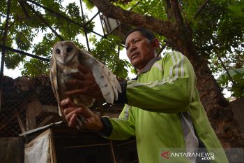 Penangkaran burung hantu