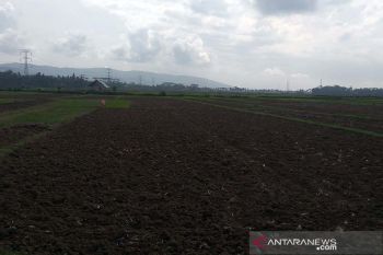 Masa tanam padi di sebagian wilayah Cilacap mundur