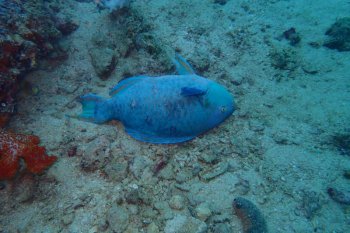 Beberapa jenis ikan ditemukan mati di Teluk Triton, Papua Barat