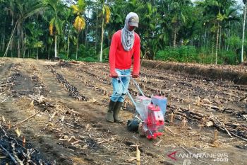 Kuota pupuk bersubsidi Solok Selatan habis