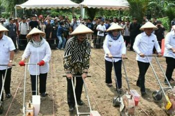 Sulbar miliki lahan kering 623.000 hektare potensial untuk pertanian