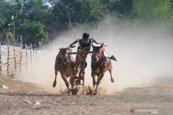 Latihan kerapan sapi