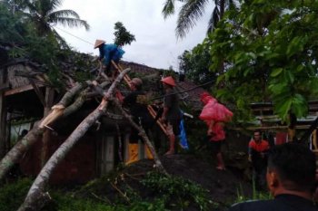 Angin kencang akibatkan belasan pohon tumbang di Magelang