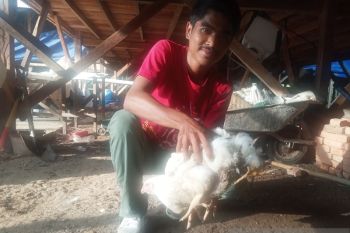 Ayam kaki empat di Agam ditawar Rp50 juta