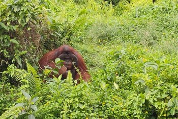 Berkunjung ke Samboja, "sekolah" orangutan di sudut Kalimantan Timur