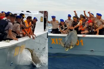 Pol Airud Polda Sulteng lepas puluhan penyu di laut Donggola