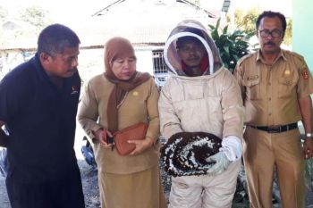 Pegawai disengat tawon, petugas damkar beraksi