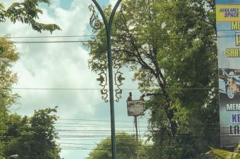 Pohon perindang Jalan Sudirman dirapikan
