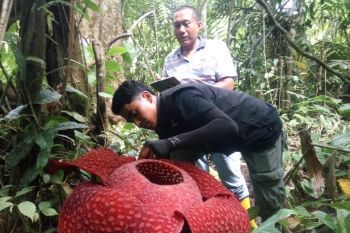 Empat Bunga Rafflesia Mekar  Bersamaan di Agam