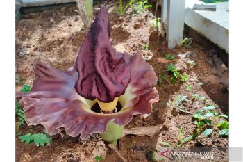 Amorphophallus paeonifolius mekar di kompleks Universitas Bengkulu