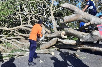 Angin kencang tumbangkan pohon di dua titik jalur Kelok 44 Agam