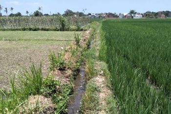 Alih fungsi lahan di Mataram capai 48 hektare
