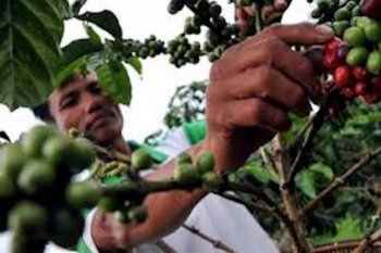 Produktivitas petani kopi Sumatera Selatan  masih rendah