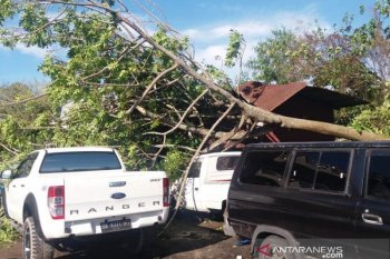 Kamis pagi, pohon bertumbangan di Padang