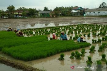 Luas areal padi di Kudus baru 37,45 persen