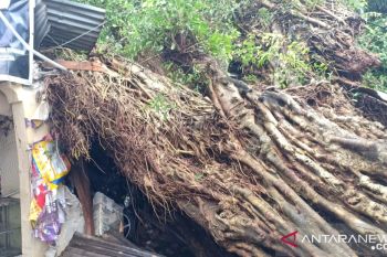 BMKG mengeluarkan peringatan dini angin kencang di NTB