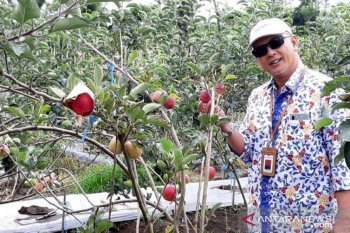 Kawasan Sindang Dataran  jadi sentra tanaman apel