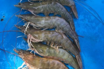 Menteri Edhy: Pasar dunia terbuka untuk masuknya udang Indonesia