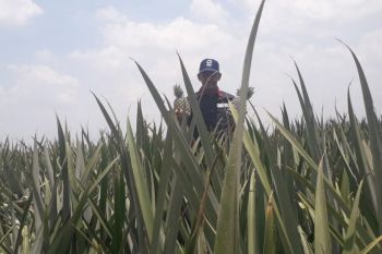 Ekonomi Lampung pada triwulan I 2021 minus 2,10 persen