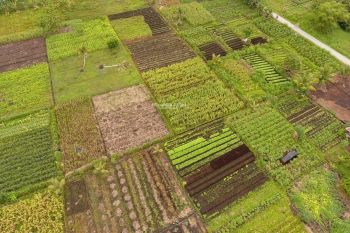 TW I 2020, Pertanian dan Industri Pengolahan Diprediksi Meningkat